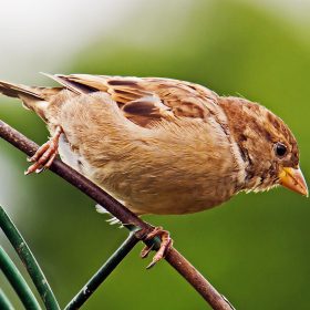  Tree Sparrow